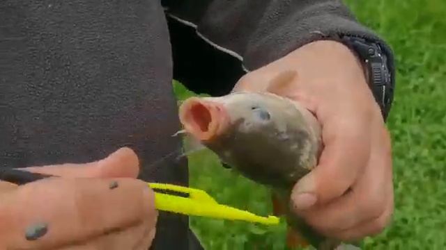 Рыба бывает разной