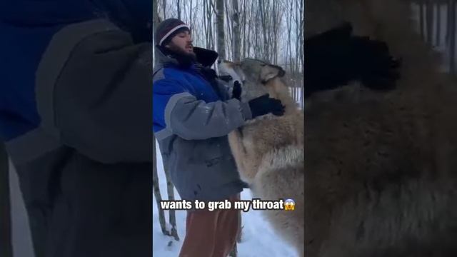 Попытка доминировать Якутский ВОЛК - 2024 год