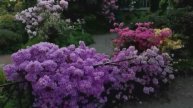 Шикарное цветение Рододендронов / Ботанический сад г. Санкт-Петербург...03.06.2025г.