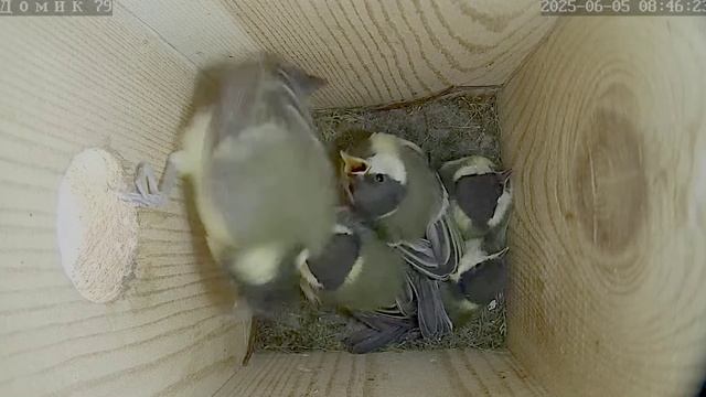 Мама кормит свою семью