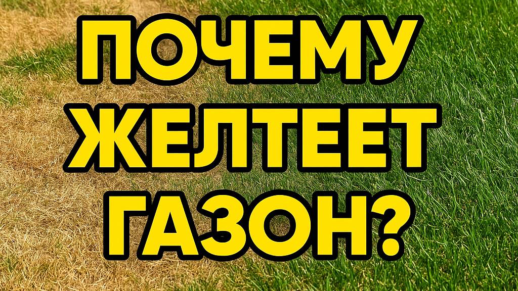 Газон желтеет? Главные ошибки, которые убивают траву!