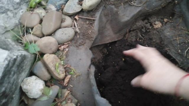 Высаживаю розу Блюм и Пампасную траву (злаки) на каменной горке!