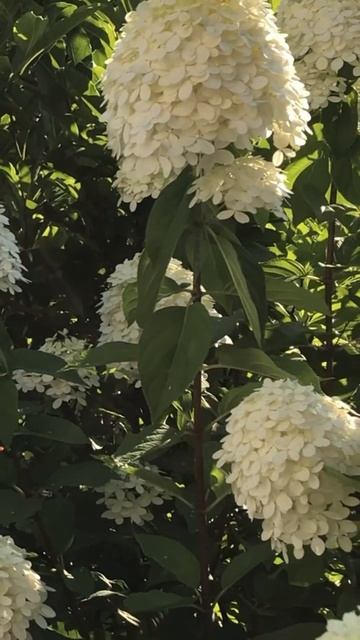 #hydrangea#hortensia#гортензия#garden#гортензія#flowers#jardin#shorts#アジサ?