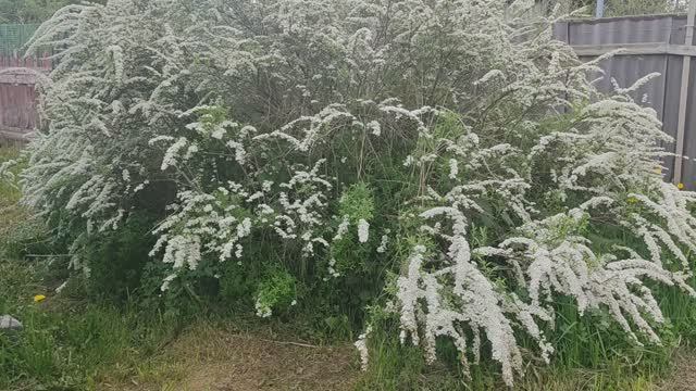 Дачный влог Наконец посадили картошку Чем ее обрабатываем