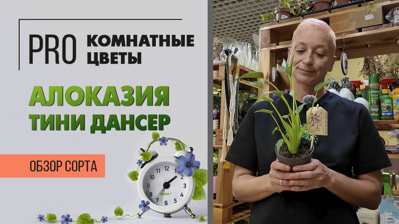 Алоказия Тини Дансер. Обзор сорта. Танцующая и воздушная. Миниатюрная балерина из мира флоры.
