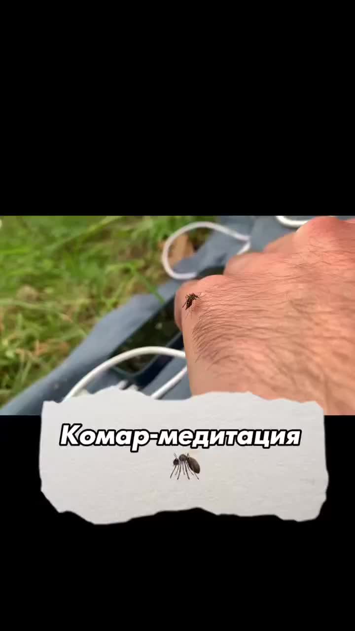 Комар-медитация. Куда внимание, туда энергия. Пример с комаром на видео👇