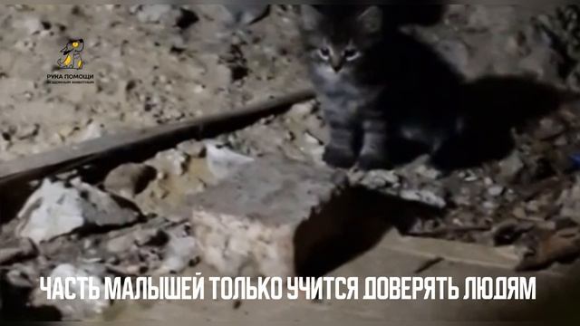 Кошка родила в здании, где шел ремонт. Поддержать⬇️