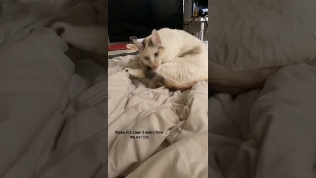 Шутки над кошками