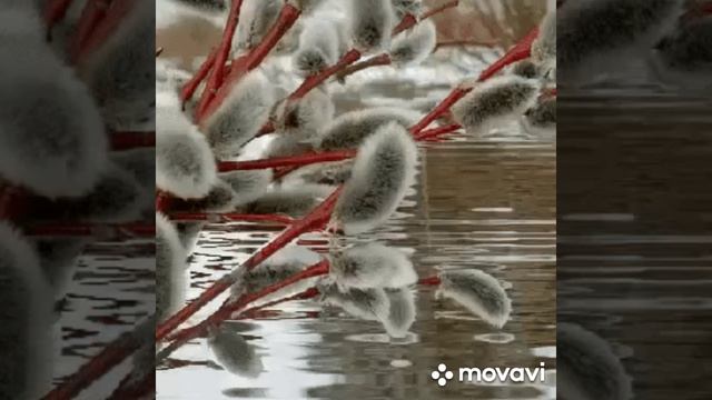 VID_20250605_015741_534.mp4