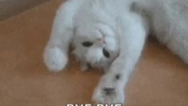 Котик