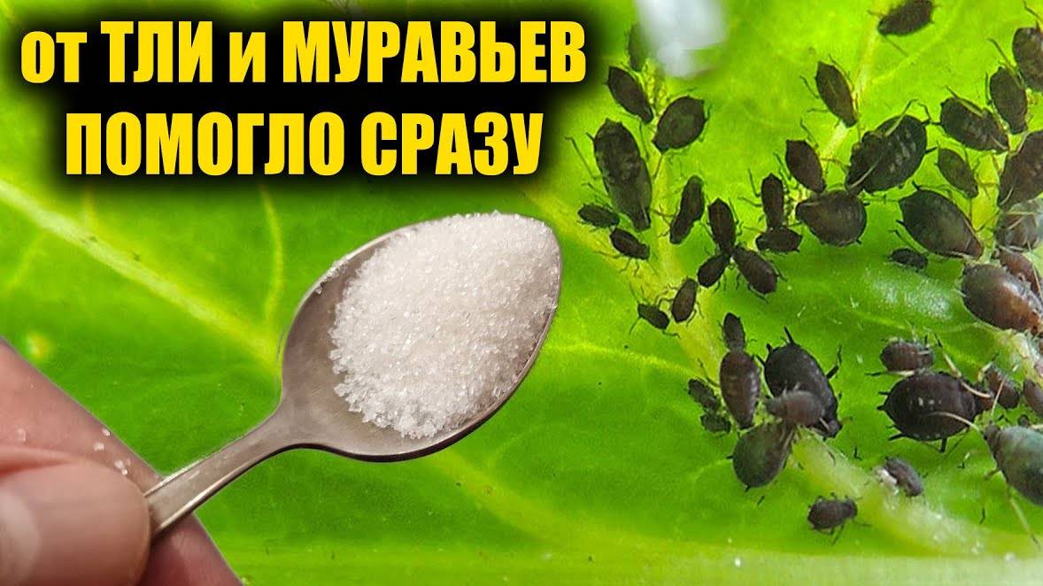 🐜 Тля и муравьи больше не вернутся! Мой проверенный метод без химии