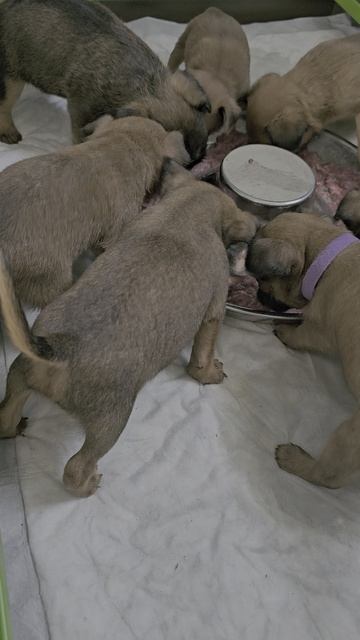 Щенки гриффон/брабансон 🐶