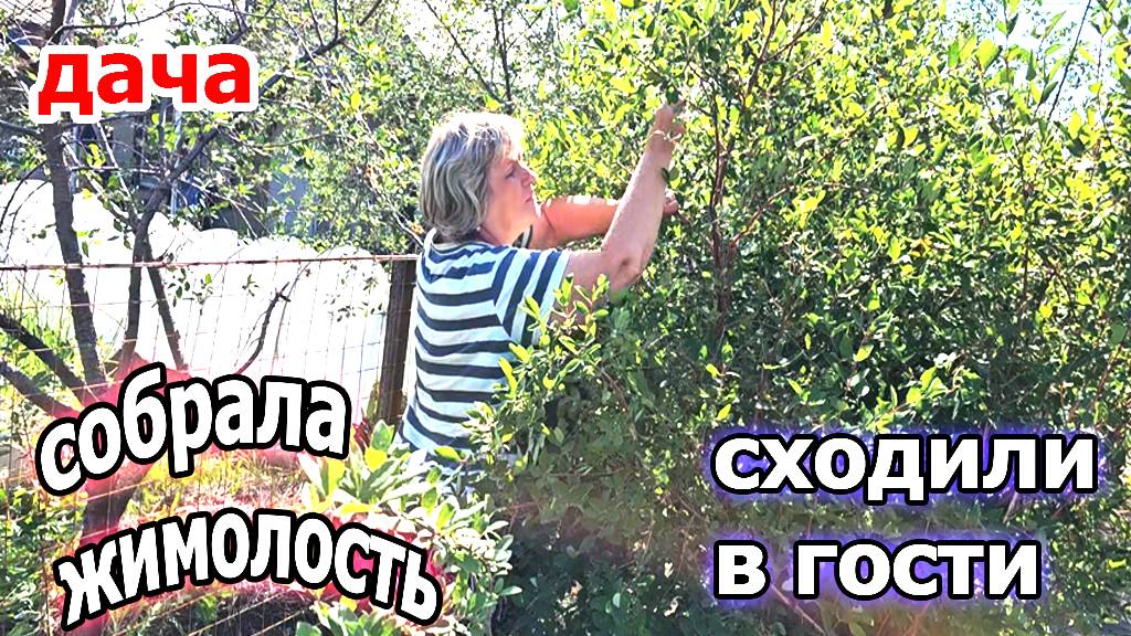 Дача.Собрали жимолость.Сходили в гости к детям.Ожоги на гортензии.Красивые пионы.Июнь 2025