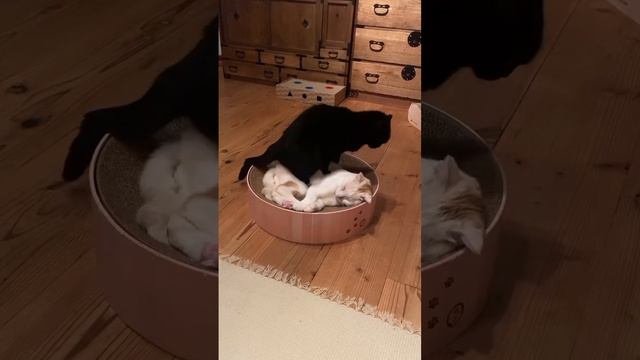 подборка котиков 🐈