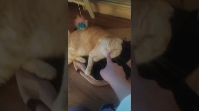 Мой котик XD )))
