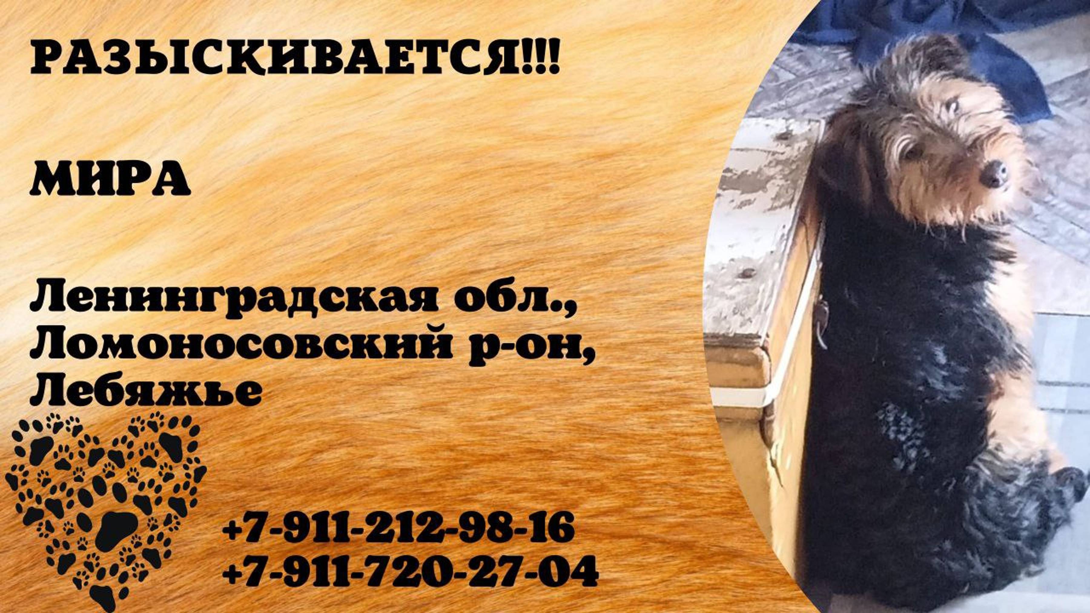 Пропала собака! МИРА. Ленинградская обл, Ломоносовский р-он, Лебяжье