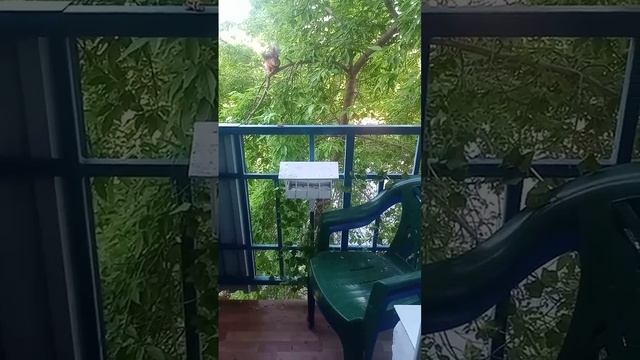 Черныш. Постепенно приручаем белку