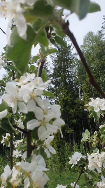Яблони в цвету