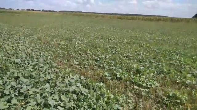 Ріпак на сидерат. Соя Озборн налив бобів.