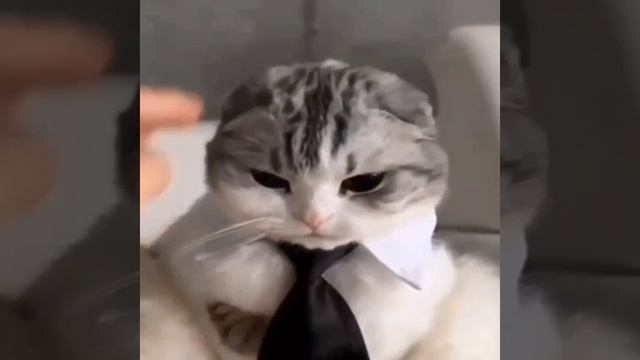 омг сигма