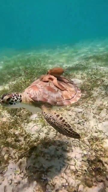 video_2025-06-03_11-57-48