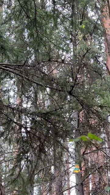 Потягушки белочки🐿️😻 #белка #котик #природа