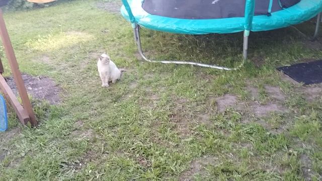 VID_20250605_183735.mp4