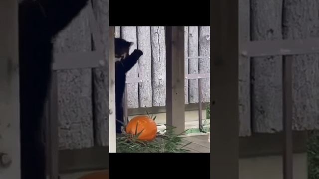 VID_20250605_015623_729.mp4