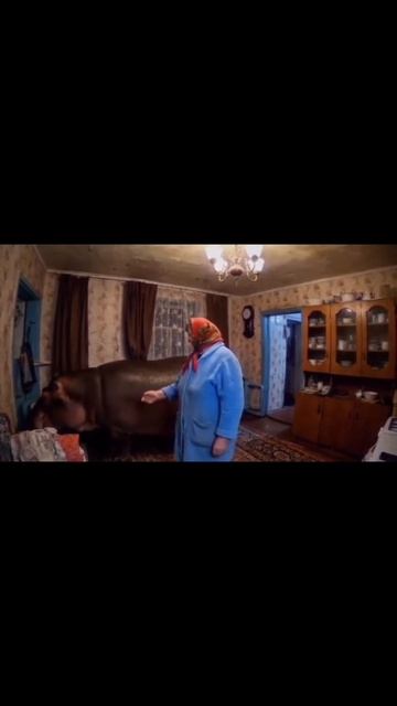 Нейробегемотик в провинции😎