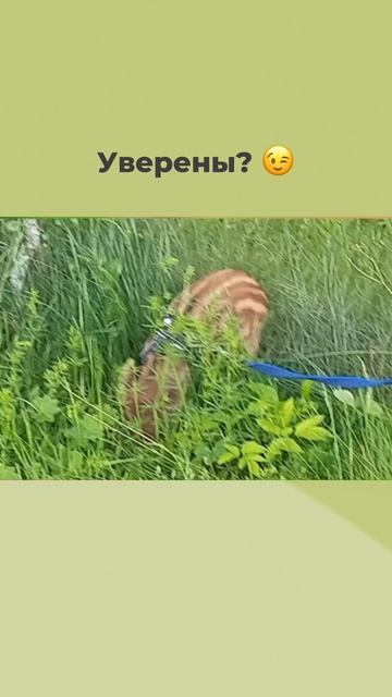 Друзья, шлейки от MiloPets могут носить не только кошки и собаки, но и другие домашние любимцы ❤️