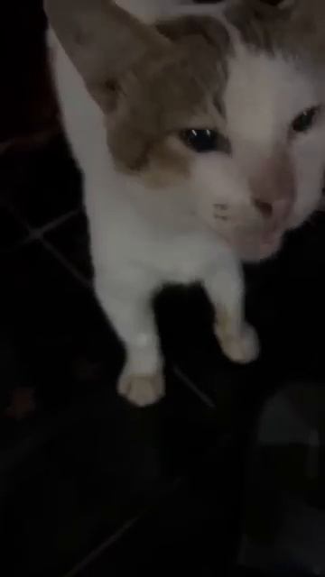 Забавные котики - # 22 2025 год