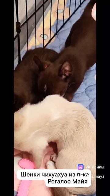 clip76469858_456247255.mp4