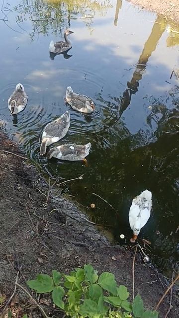 goslings are swimming in the pond\\гусята плавают в пруду