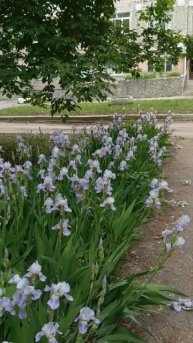 Просто красивые цветы