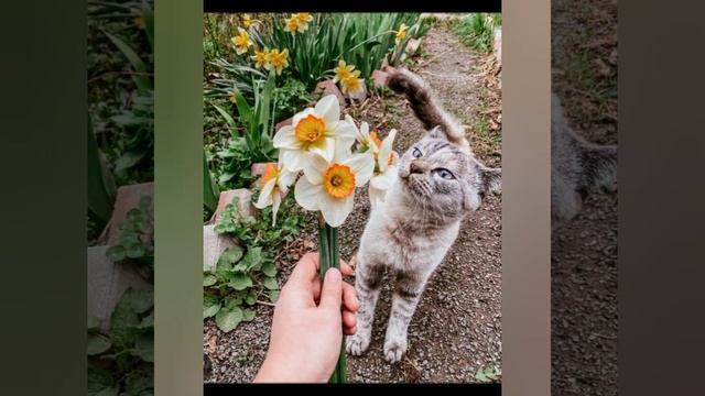 Пришла весна, у кого в доме есть кошка? 🐱🐈Meeeaaawww🐾🐾?
