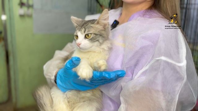С января в нашем центре лечатся от лишая 3 котика. Поддержать⬇️