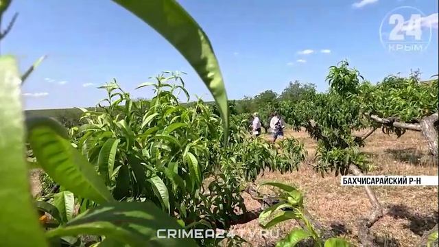 В Крыму устанавливают специальные феромонные ловушки для насекомых-вредителей