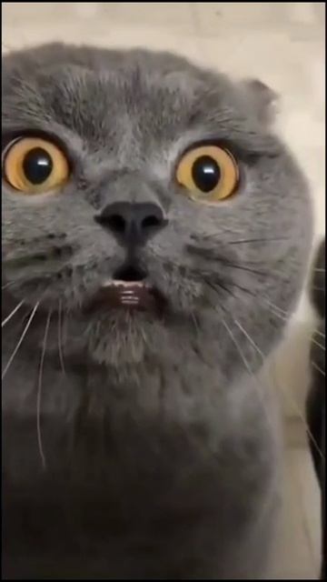 Кусь
