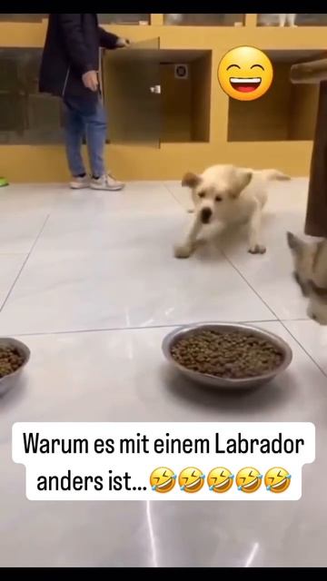#shorts.mp4