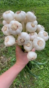 Чеснок свежий яровой #farm #garlicfarm #чеснок #garlic #чечня #фер?