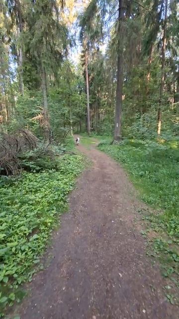 Побегали за лосями, искупались, идём домой.