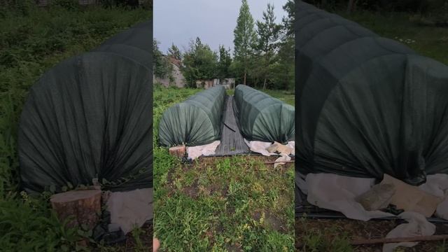 Почему у меня череночники укрыты спанбондом а не поенкой? Обсуждали это в моем телеграмм канале