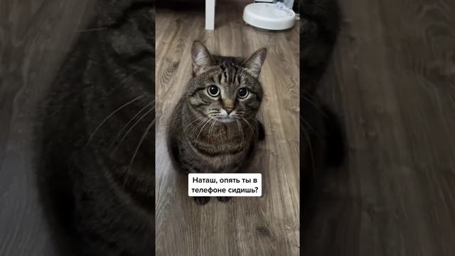 Наш TG https://t.me/liveofcats