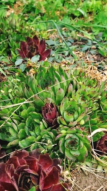 каменная горка 🍀 #цветы #растения #garden #молодило #succulent