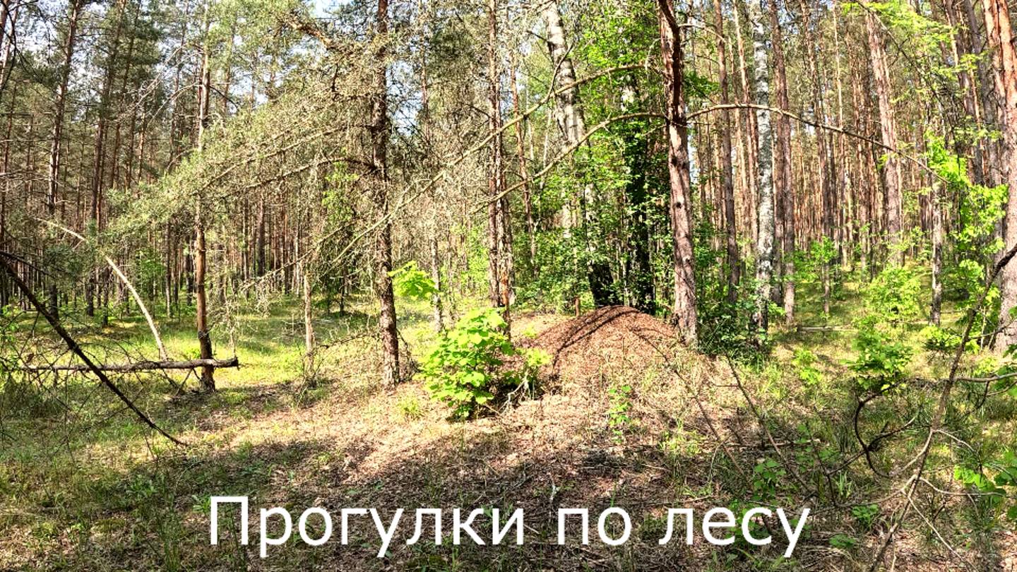 Прогулки по лесу | В нашей местности грибов пока нет.