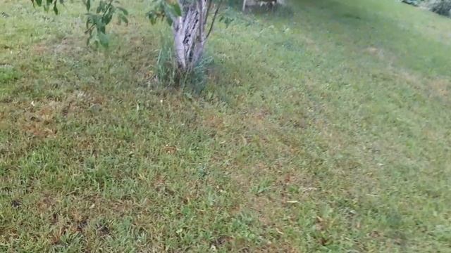 Садово-огородные будни  вначале лета.