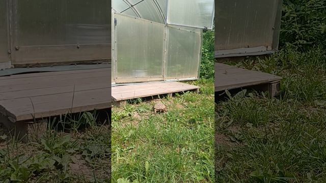 Черепаха на прогулке))