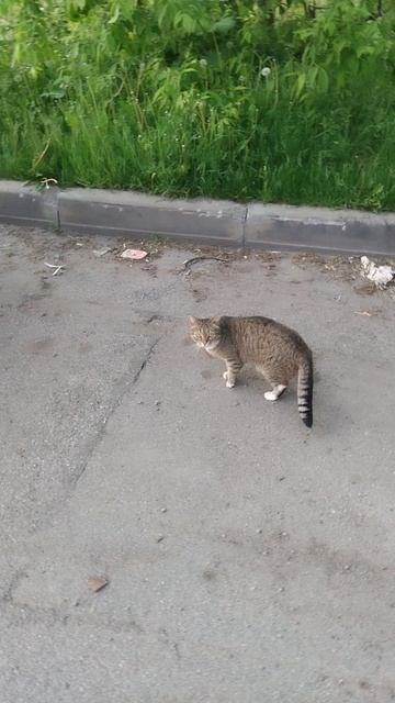Бездомный котик, 4 июня 2025.