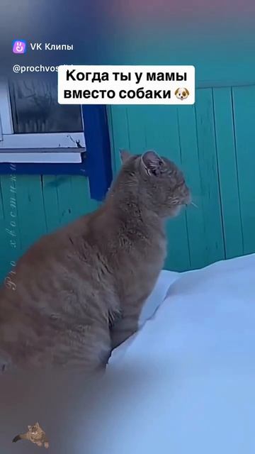 Когда ты у мамы вместо собаки