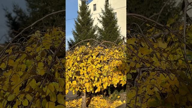 Леди осень в октябре#всего неделю назад была такая пог